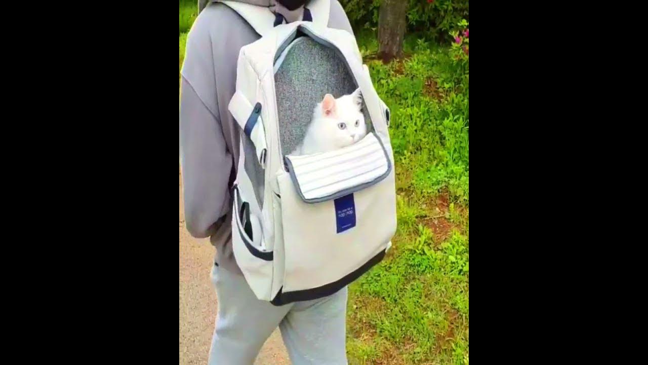 my-cat-love-to-hiking-with-me-in-the-bag-youtube