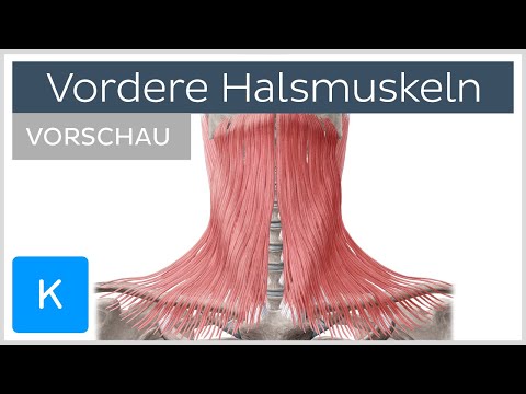 Vordere Halsmuskulatur: Muskelansätze und Funktionen (Vorschau) | Kenhub