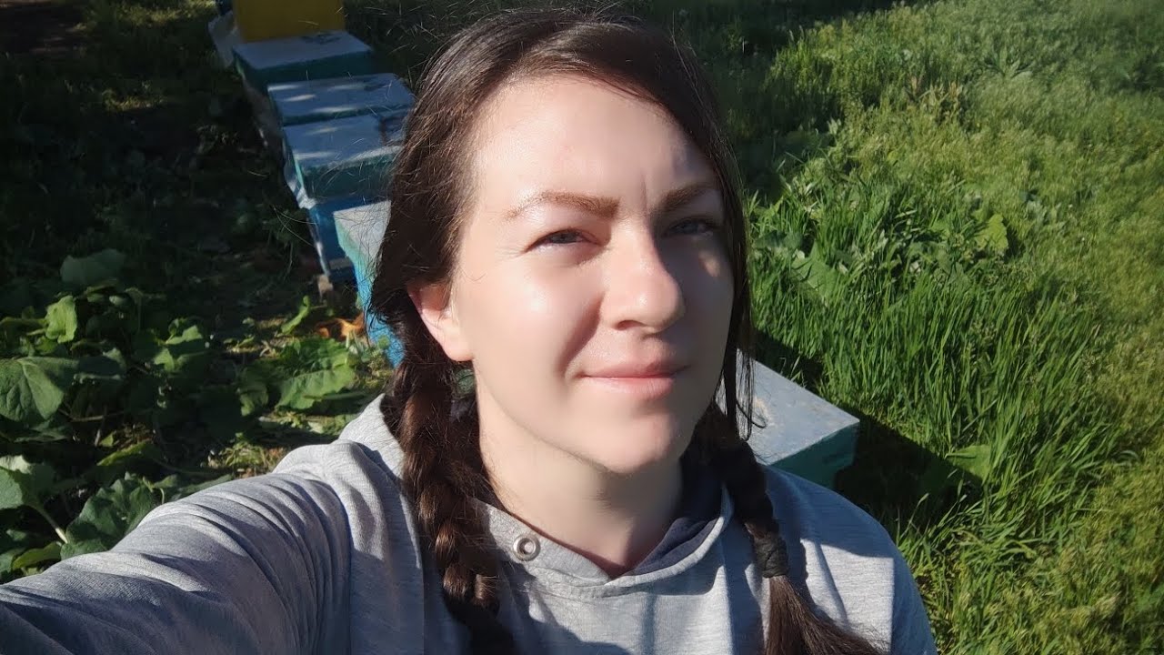 Як підсадити неплідну матку. Прийом 100%. Відводки на одну рамку. Стан акації #пасіка #бджільництво