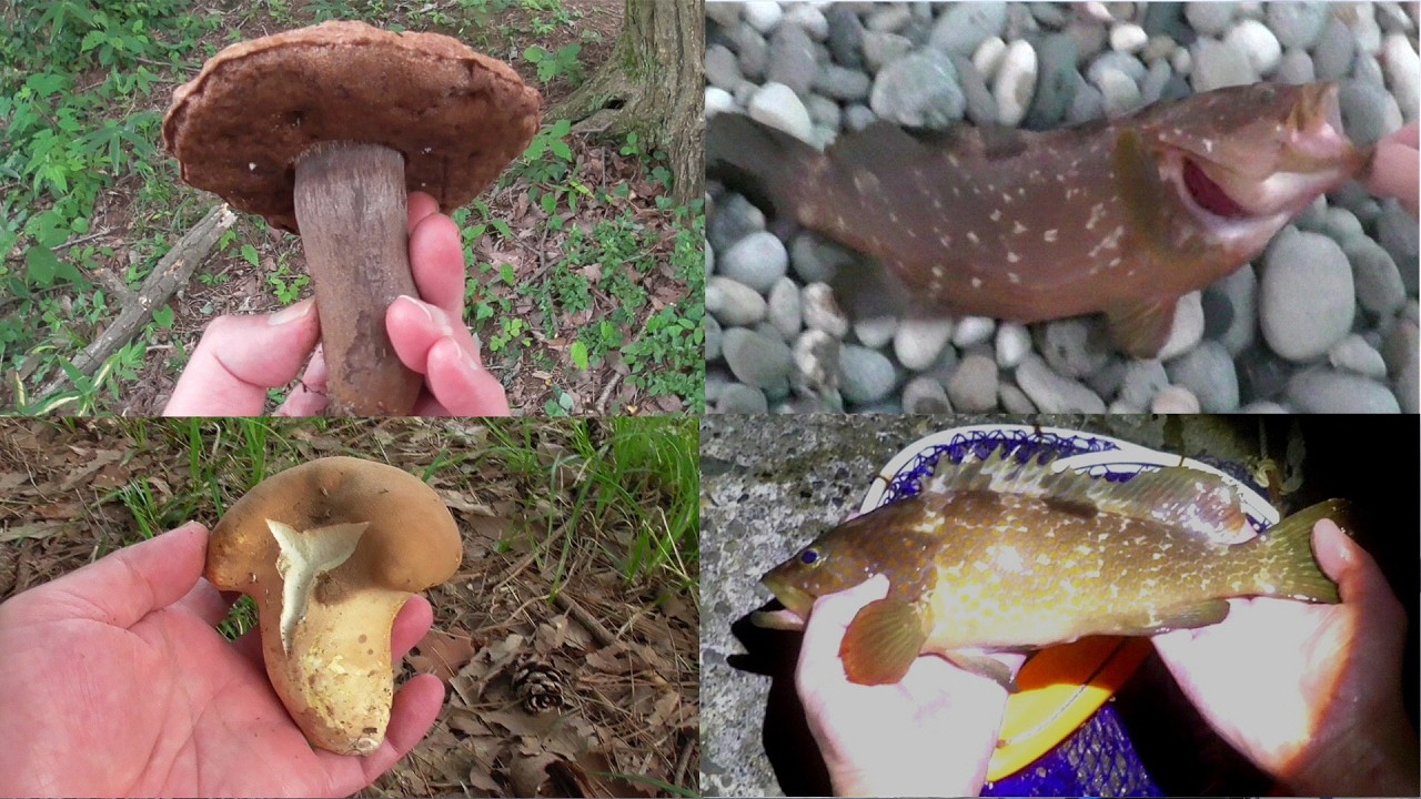 Niigata Expedition】A Four-Day Trip Enjoying Redspotted Grouper