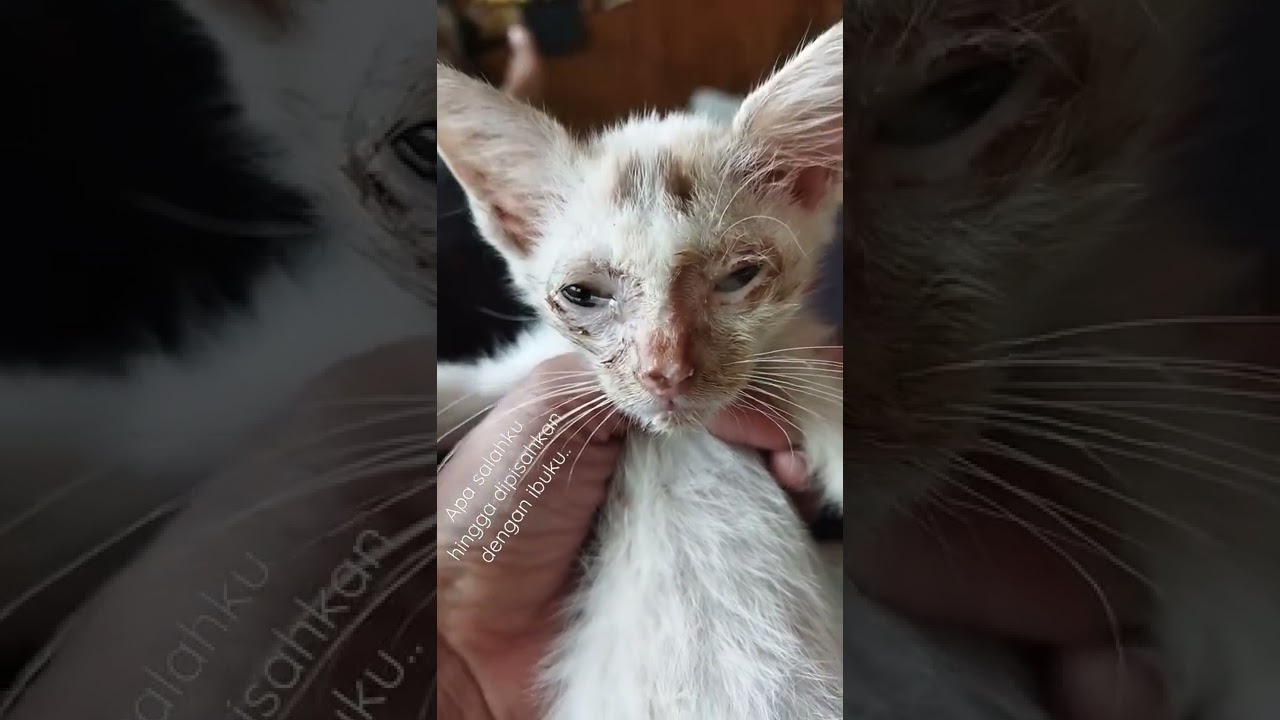 anak kucing nangis terlantar