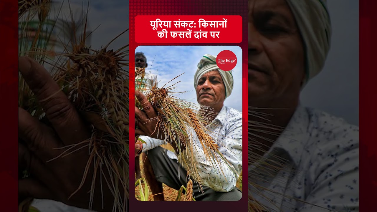 India’s Urea Crisis: Farmers Wait, Fields Suffer