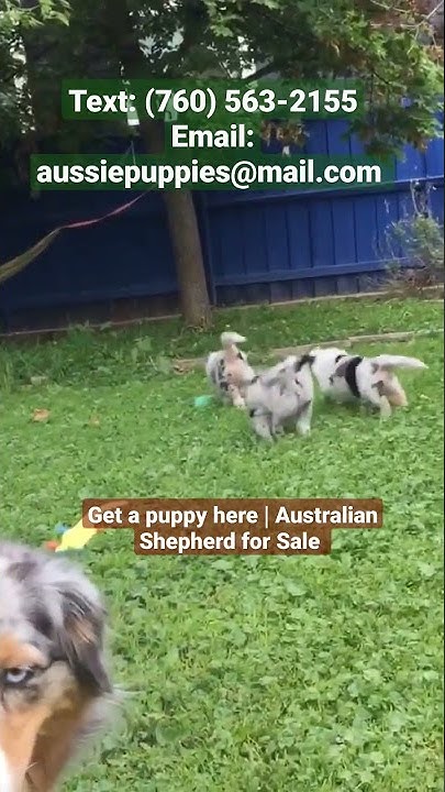 Blue merle australian shepherd puppies for sale in texas