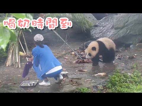 《熊貓早晚安》主動來喝奶，身體長得快 | iPanda熊貓頻道