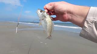 Using Cut Whiting As Bait Absolutely CRUSHED IT on the Beach