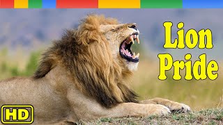 [Nat Geo Wild] Lion Pride 2023 Comes of the Ages - Animals Documentary Nature HD Nat Geo Pride From Above