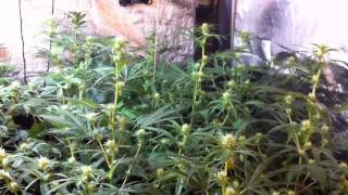 Led update day 16 bloom