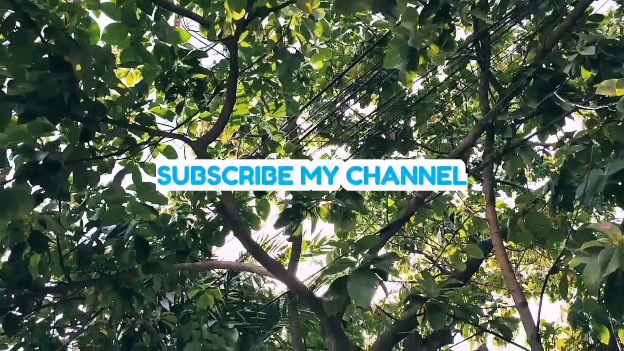 GoPro Hero 8 Sample Video 