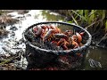 Netting WILD CRAWFISH from a DITCH (CATCH AND COOK)