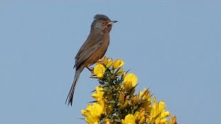 The Dartford Warbler and its Song