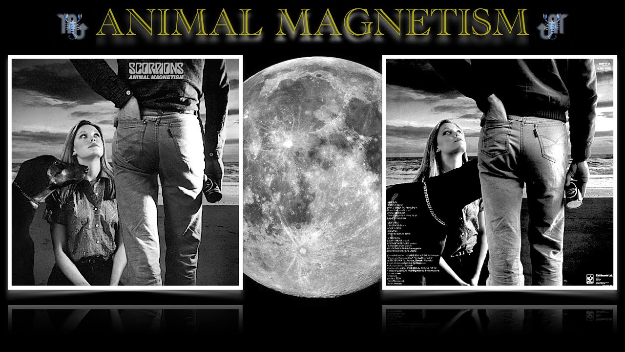 ♏︎ Animal ♏︎ YouTube