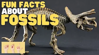 ASL Fun Facts about Fossils