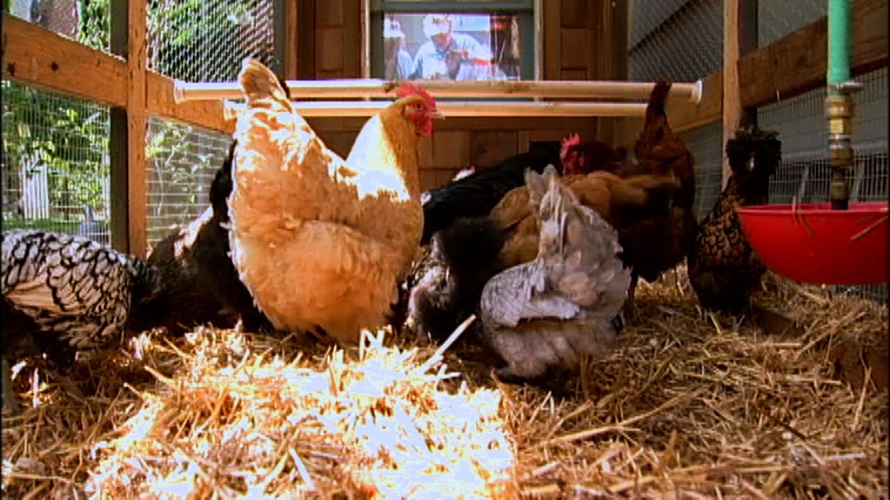 Backyard Chickens As A Family Project Youtube