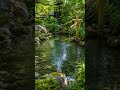 🍃 Gentle Piano Music &amp; Nature Sounds  Instant Calm for Stress Relief &amp; Inner Peace  #relaxingmusic