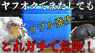 【大惨事】ヤフオクでカブトムシ【昆虫】落札...トラブルが起きてからでは、もう手遅れです...