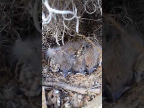 عش الطيور تحت عشب الشوك مشهد نادر من قلب الطبيعة     