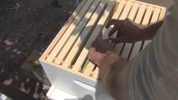 My First Bee Package Installation