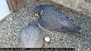 4-22-24 Archie trying (and failing) to persuade Annie to let him take over keeping the chick warm