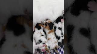 the kittens eat milk from the mother's breast #kitten #animals #cat #funnycats #pets #funny #animal