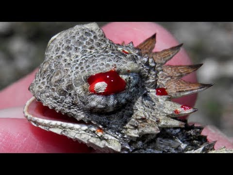 10 способностей животных, которые вас удивят