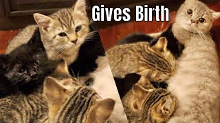 My Cat Giving Birth To 5 Kittens!! *EXOTIC RARE KITTENS* by Adam Saleh Vlogs 35,945 views 1 year ago 8 minutes, 57 seconds