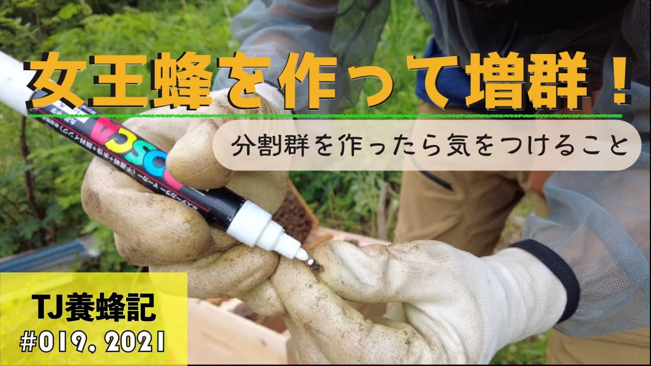 女王蜂を作って増群！気をつけていること 7月