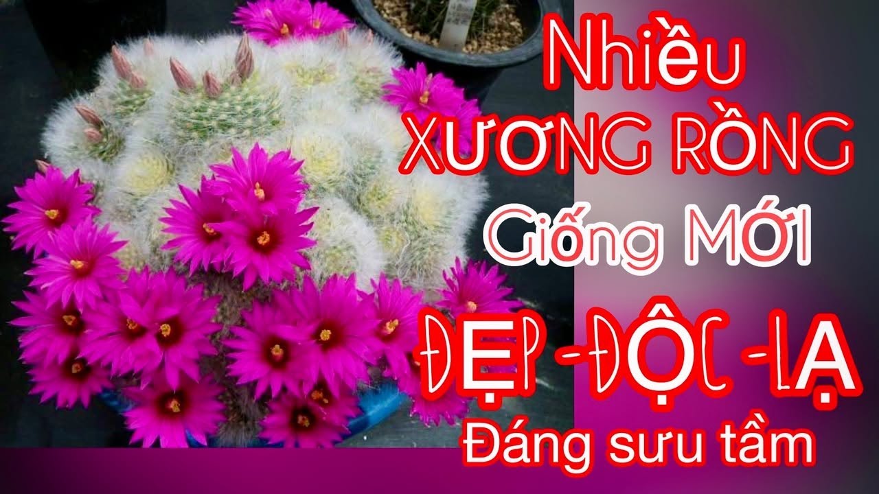 Xương rồng Thái Lan và thêm giống mới đẹp,độc ,lạ đáng sưu tầm #cayxuongrong #xuongrongbmt