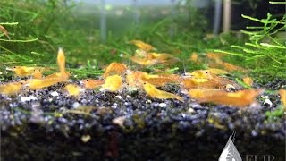 How to Breed Shrimp: Three Things Every Tank Needs