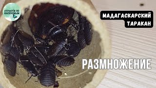 Мадагаскарский таракан. Размножение. Рекордное потомство