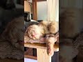 【爆睡癒し子猫】今日もお疲れ様😌 #子ネコ #cat #relaxing #癒し #ねこのいる生活 #shorts #猫 #睡眠導入 #nature #kitten #kawaii #cutecat