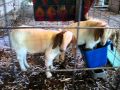 Aidan and Andouille in their weaning pen MVI_3855.AVI