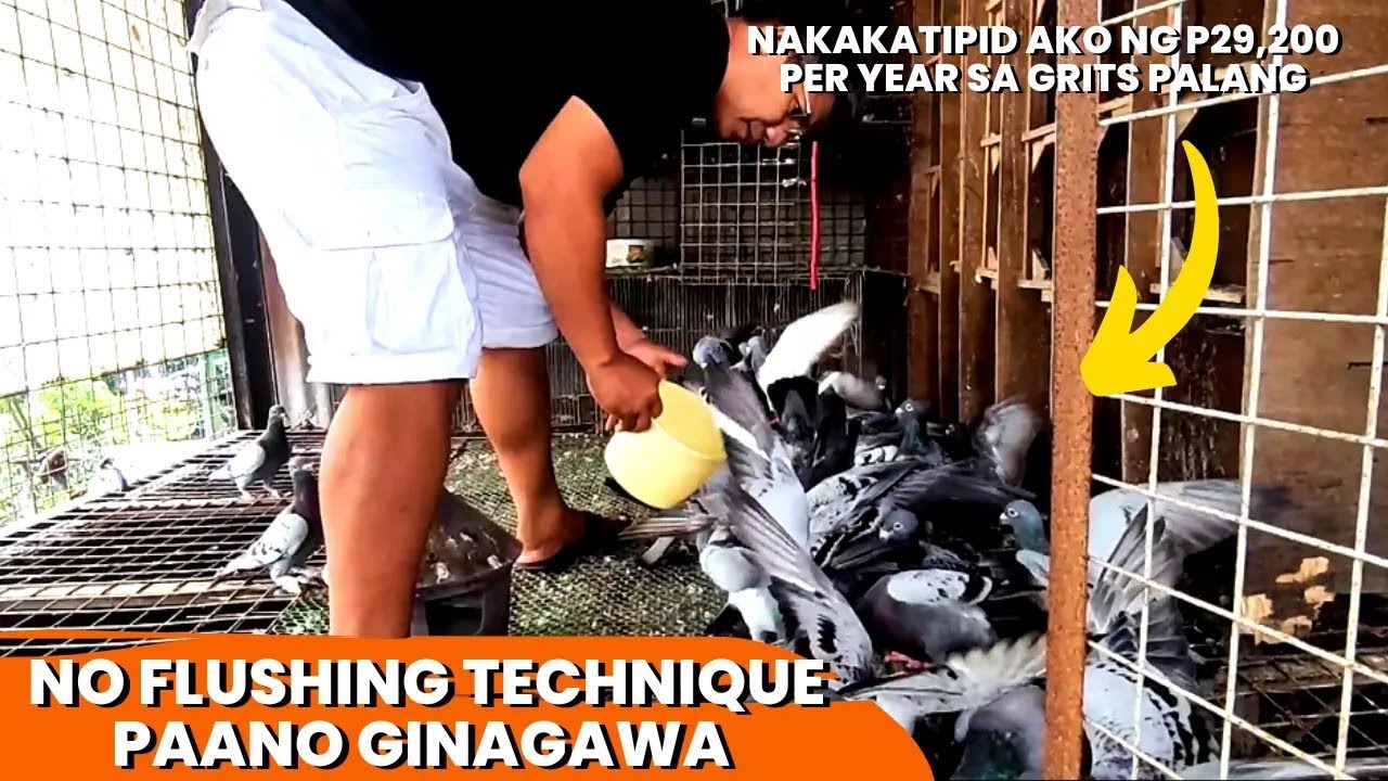 PRACTICAL TIPS SA BREEDING, FEEDING, GAMOT AT SUPPLEMENTS - SYTEMA KO FOR MORE THAN 10 YEARS