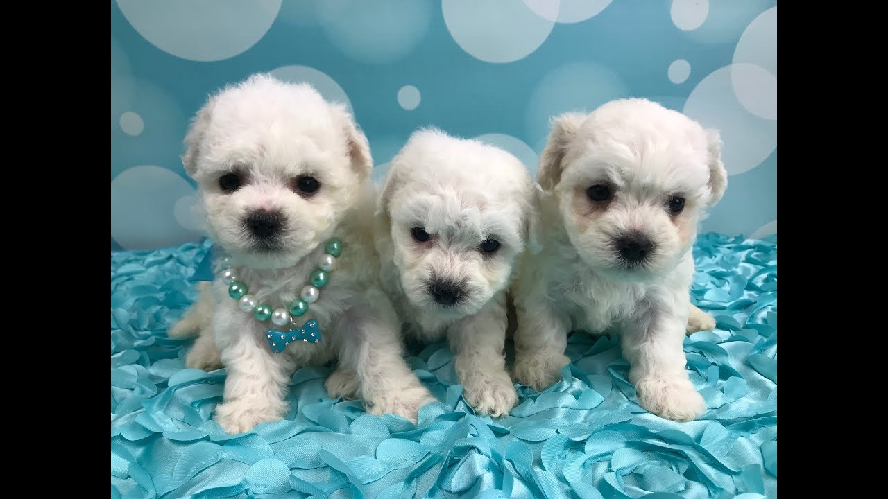cambeas bichons