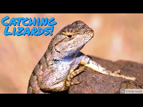 Catching Western Fence Lizards pt. 2! 