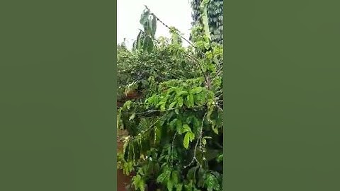 MÔ HÌNH TIÊU TRỒNG XEN CÂY CÀ  PHÊ - MINH PHÁT ĐAK LAK