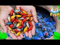 Catch Fish In Small Pond, Arowana Fish, Platy Fish, Betta Fish, Guppy Fish, Koi, Colorful Fish