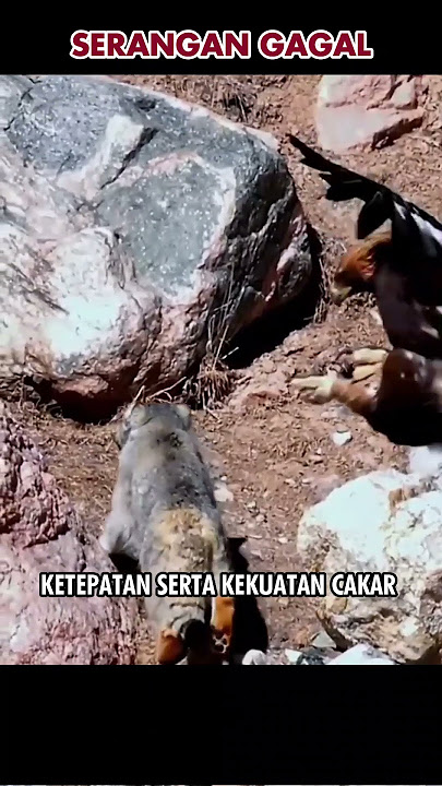 Elang salah perhitungan serangan