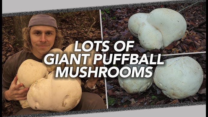 White balls in the Wood! – Common Puffball – The Mushroom Diary – UK Wild  Mushroom Hunting Blog