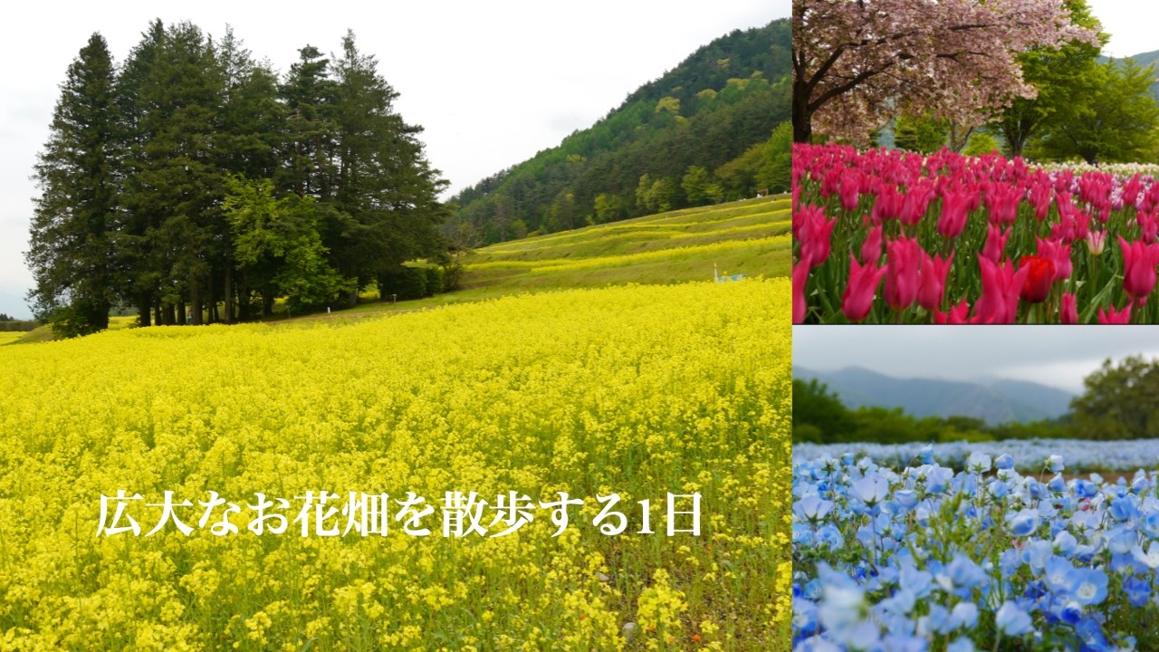 ななちゃん❤オーダー❤あんりーちゃんのお花畑❤ふりふり〜❤ 国営アルプスあづみの公園]広大なお花畑で異世界散歩。チューリップ