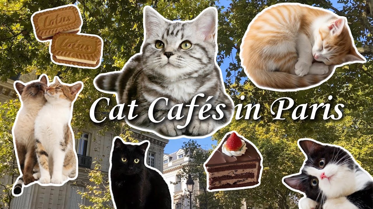 Cat Cafés + Cute Shops in Paris 🍓🍰