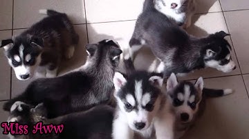 Cute Husky Puppies First Time Howling And Barking