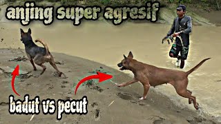 Berburu Biawak!!! ANJING SUPER Agresif sampai TERJUN dari atas bukit