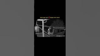 Sharingan aktif ‼️Gagak milik Uchiha Itachi. #ai #veo3 #cctv #gagak #itachi #shorts