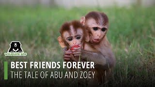 Best Friends Forever: The Tale Of Abu And Zoey!