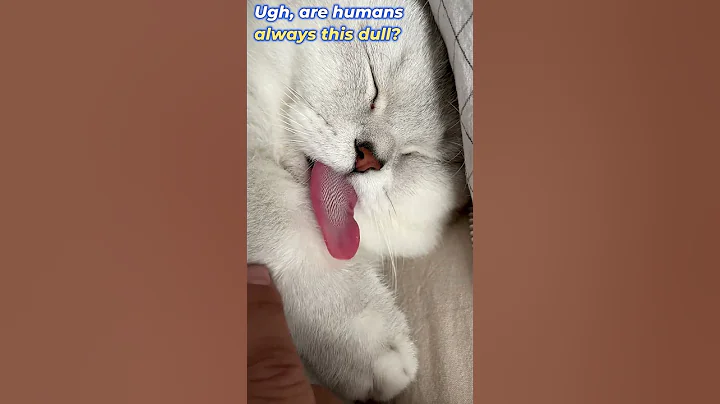 Watch the video about How Long Is That Tongue?! #cat #funny #animals#Sleeping Cat#Funny Cat#Cute Cat