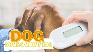 Why You Should Microchip Your Dog