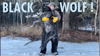 Canadian Trapline Adventures part 17 black wolf Down !