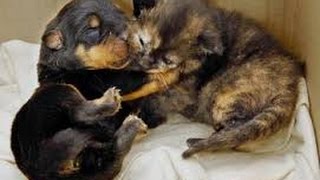 Puppies And Kittens Kissing Compilation 2015 [NEW] by TheCutenessCode 6,879 views 8 years ago 2 minutes, 50 seconds