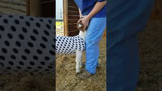 How to brace a goat