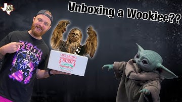 UNBOXING A WOOKIEE | OUR NEW BREEDING PROJECT | THE WOOKIE BALL PYTHON